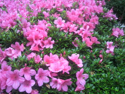 今朝の花