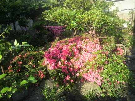 今朝の花