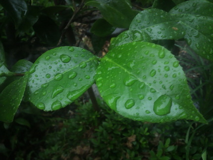 雨