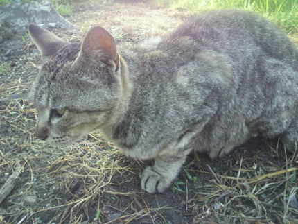 今朝の猫