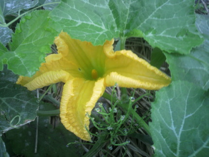 雄花