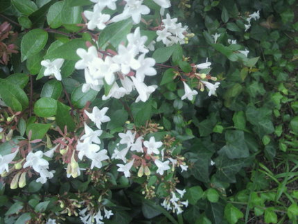 今朝の花