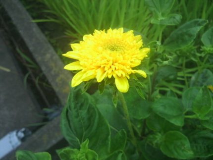 今朝の花