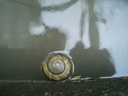 でんでん虫