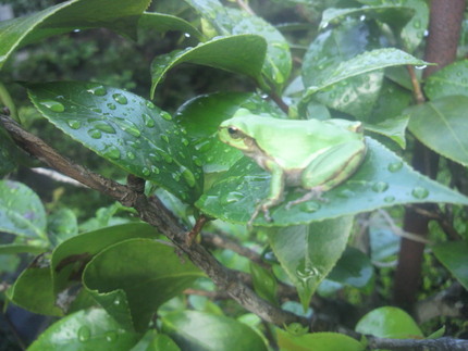 雨上がりか？