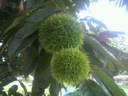 立秋