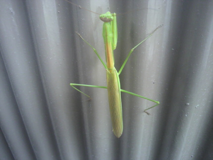 カマキリ