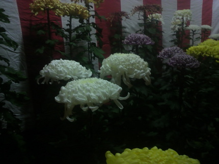 菊花展