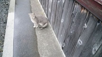 野良たちも、。、。
