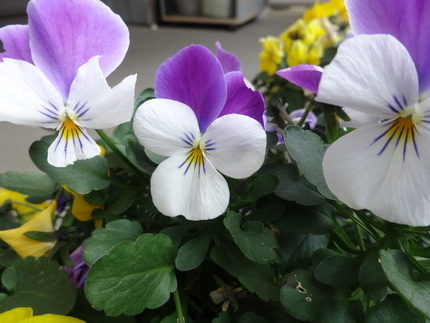 今朝の花