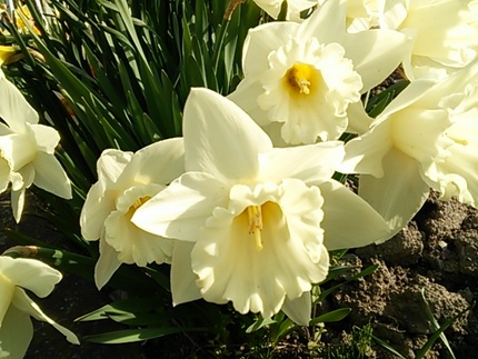今朝は花