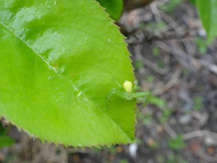今朝の蜘蛛
