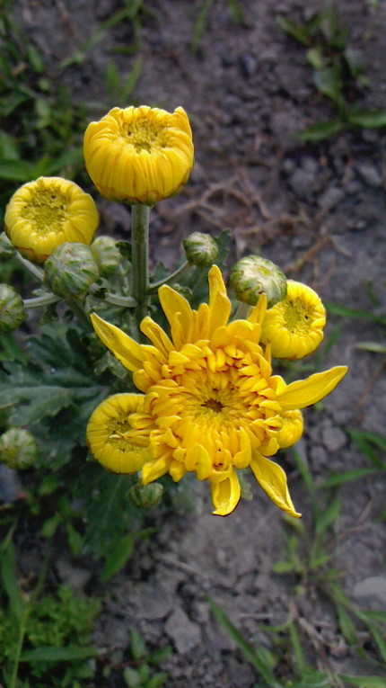 菊の花