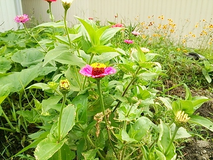 今朝の植物