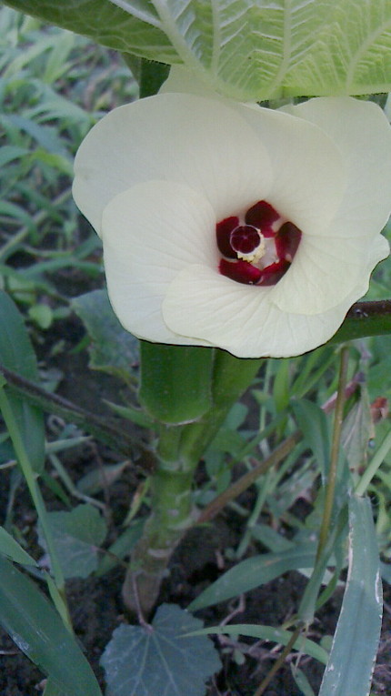 オクラの花...