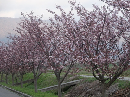 今夕の空・桜