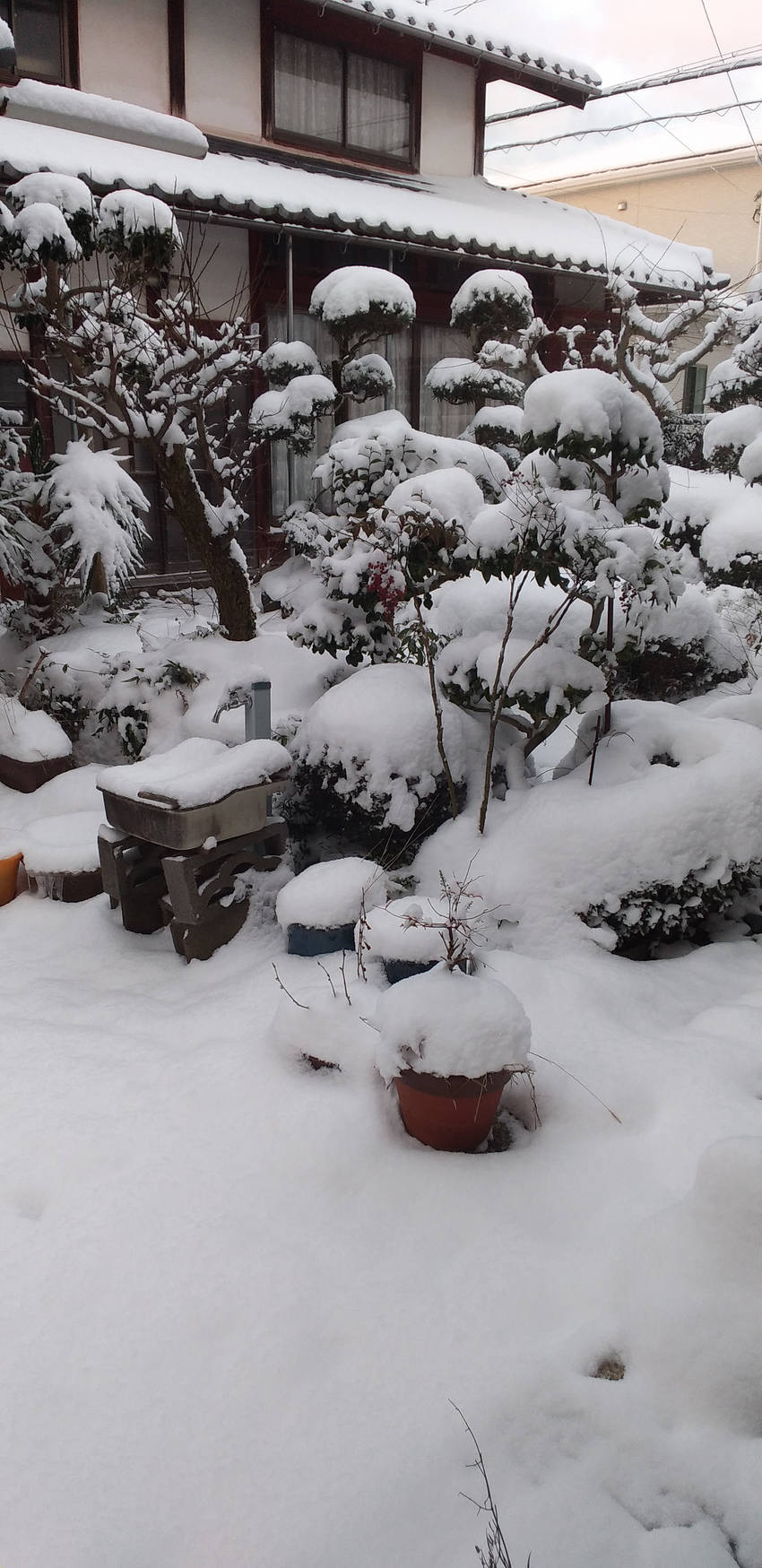 雪降りました