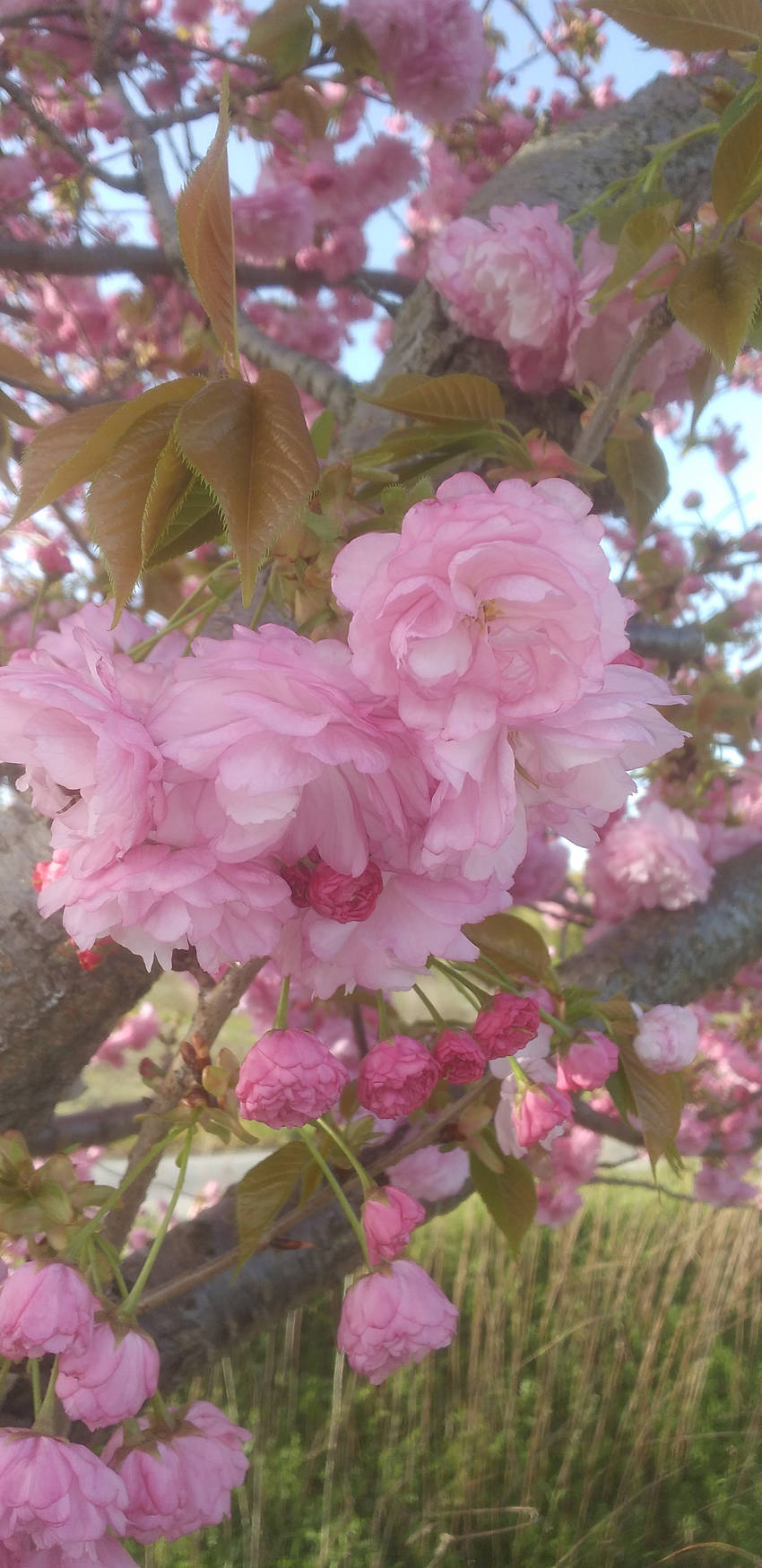 黄砂も飛ぶが◯◯◯