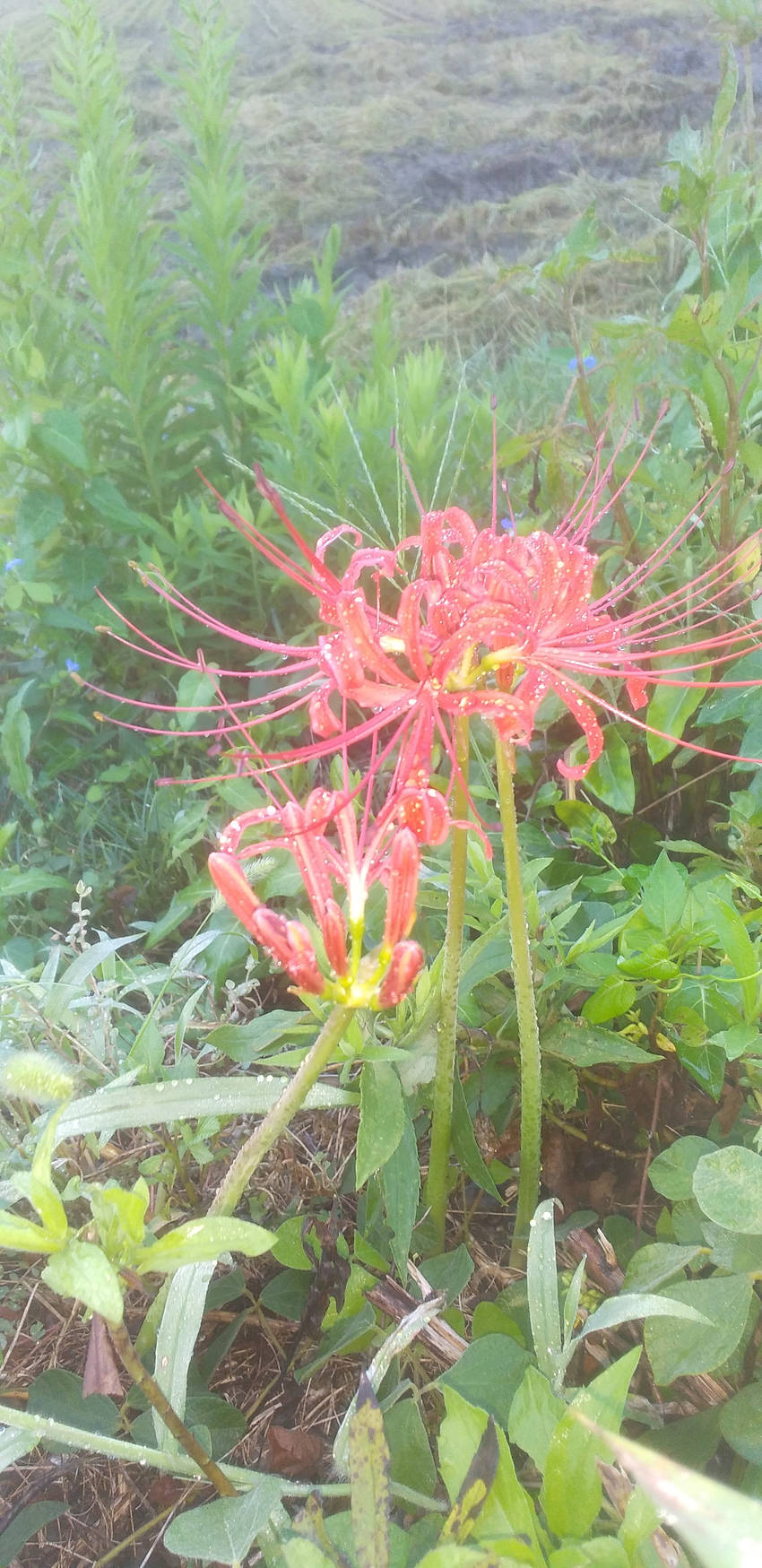 曼珠沙華