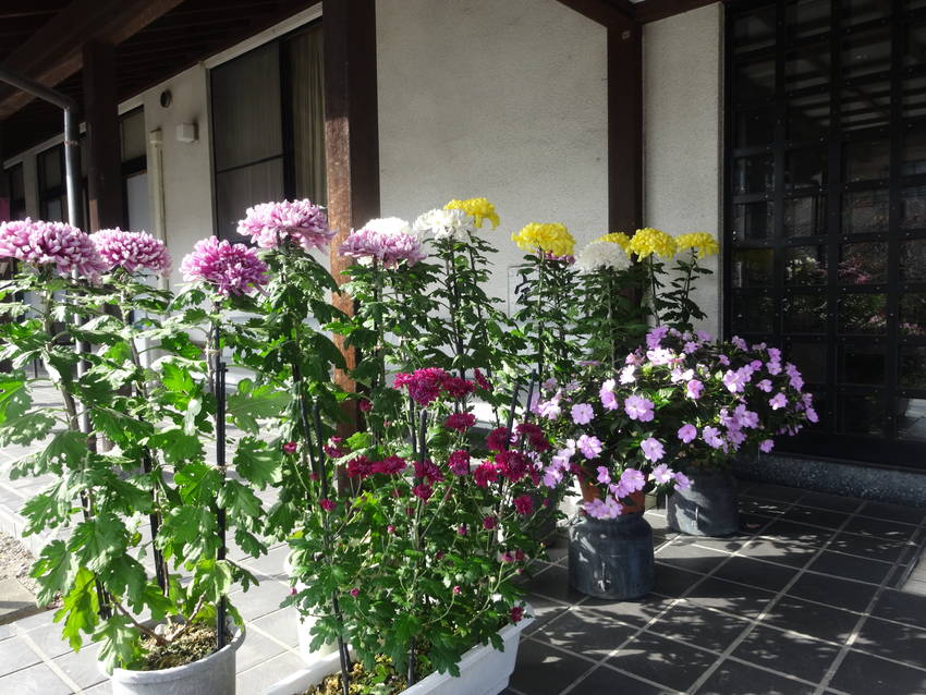 菊