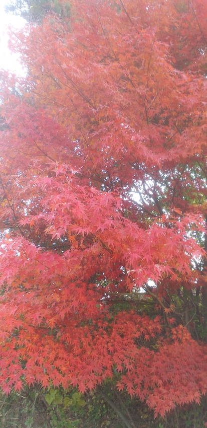 12月上旬　もみじ