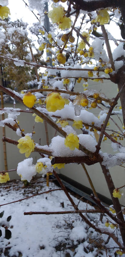 2月4日の雪