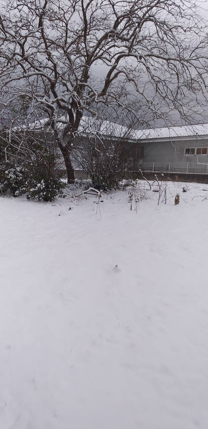 今朝の雪
