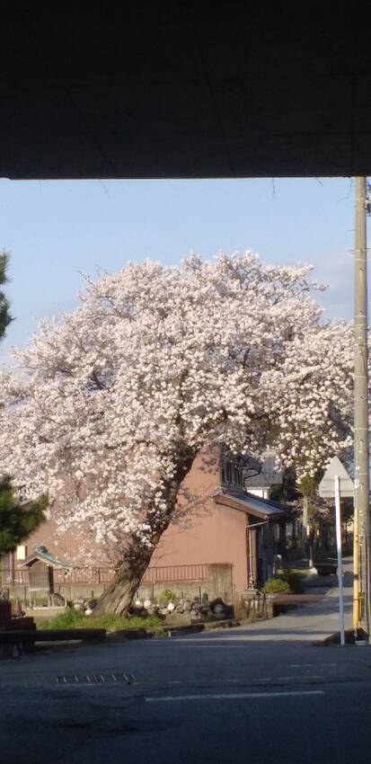 桜満開