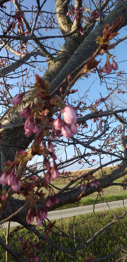 八重の桜