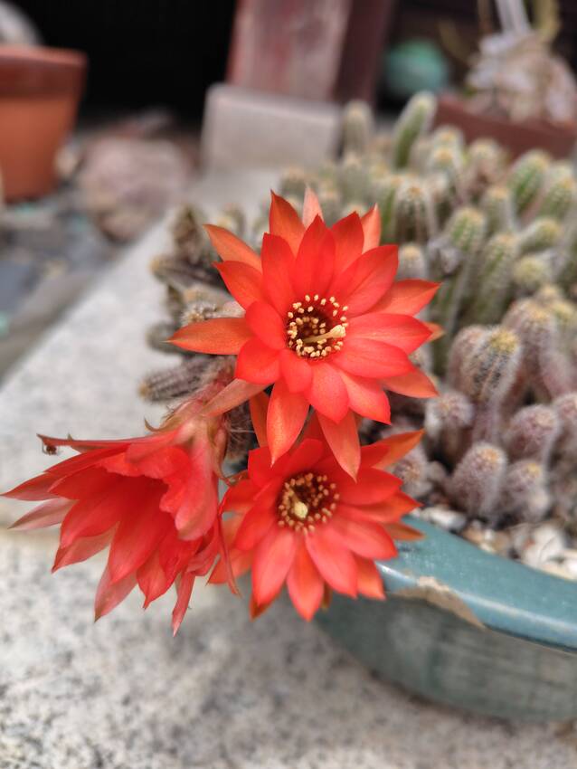 サボテンの花