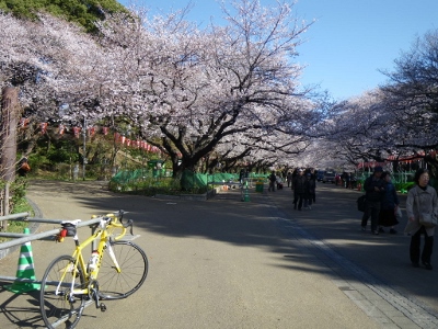 3月21日朝９時、上野公園の桜...