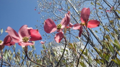 街路樹の花水木は、紅白で植えら...