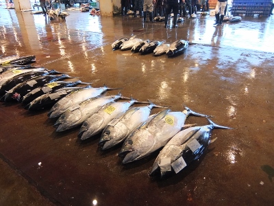 冷凍マグロではなく、生マグロ。...