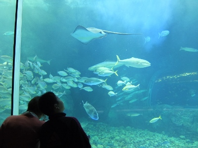 新潟市の水族館