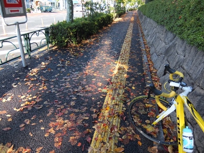 この時期、落ち葉に注意しないと...