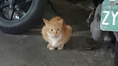 大晦日の猫クンはこの子。屏東（...