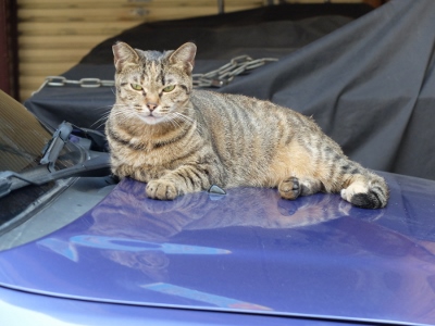 屏東（ピントン）に居た猫。こん...