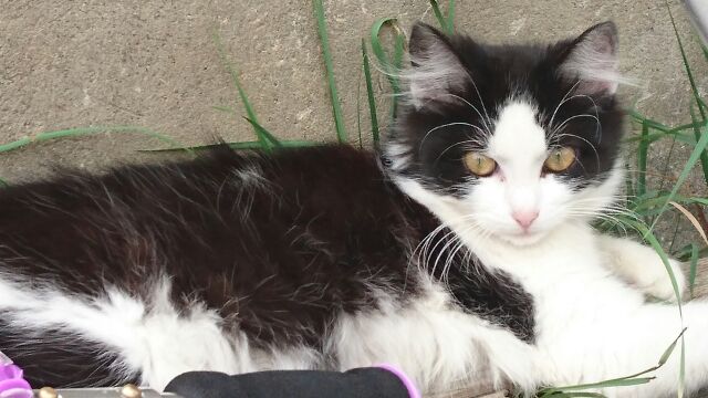 毛深い、上品な猫君でした。