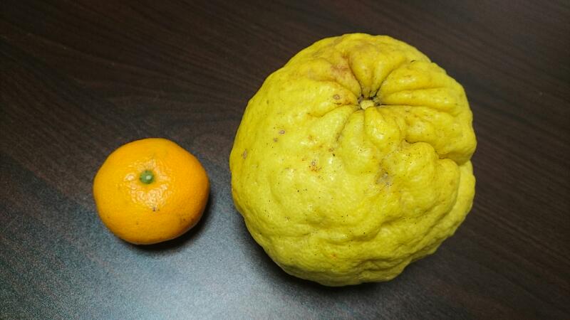 鬼柚子 ハルのブログ Bloguru