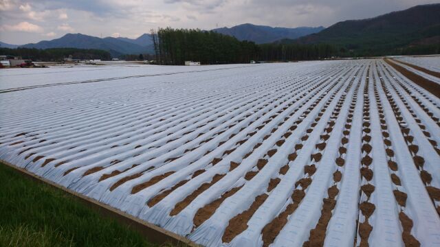 ・・しかし秩父から長野県川上村...