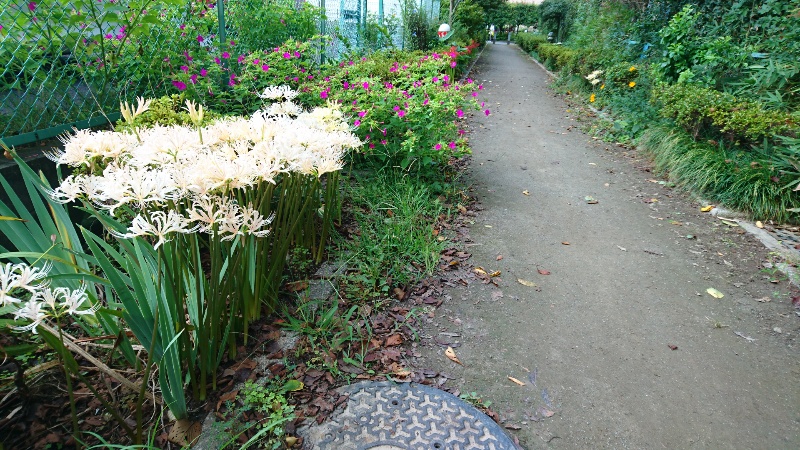 今朝、自宅近所でこの花を見た。...