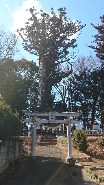 パラグライダー基地から15分ド...