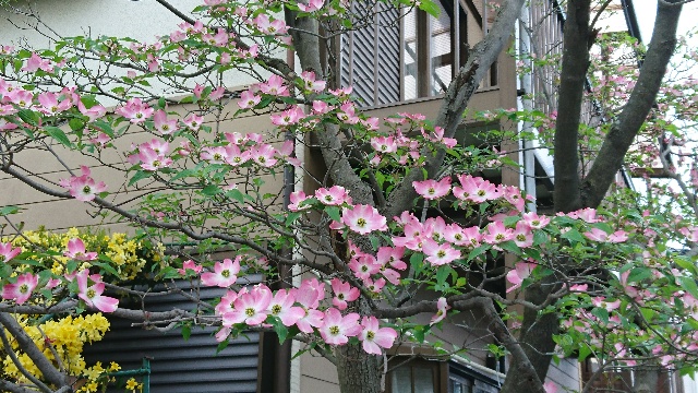 桜の次はハナミズキ