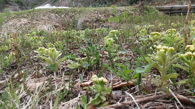しろ池に近くなった。蕗のトウと...