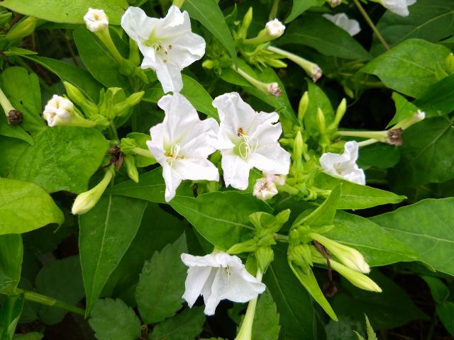 最近、走っていて路傍の花が気に...