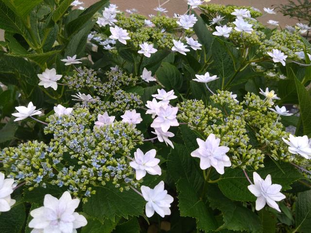 さいたま市界隈は今、紫陽花の花...