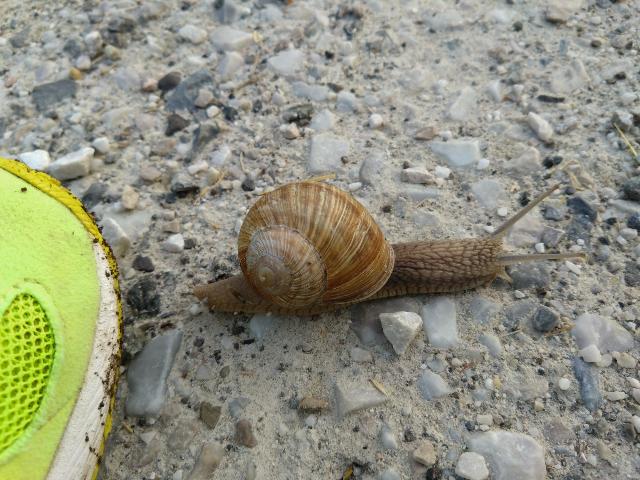 今朝もでんでん虫さんと一緒に走...
