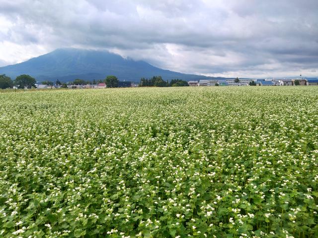 美術館の近く、いま蕎麦の花がい...