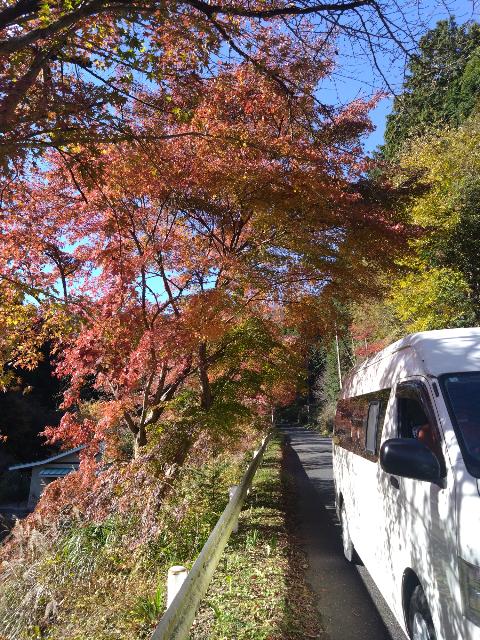 見事な紅葉だ。