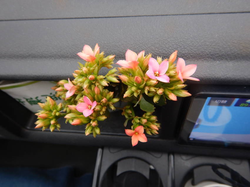 車内の花、カランコエが大分花開...